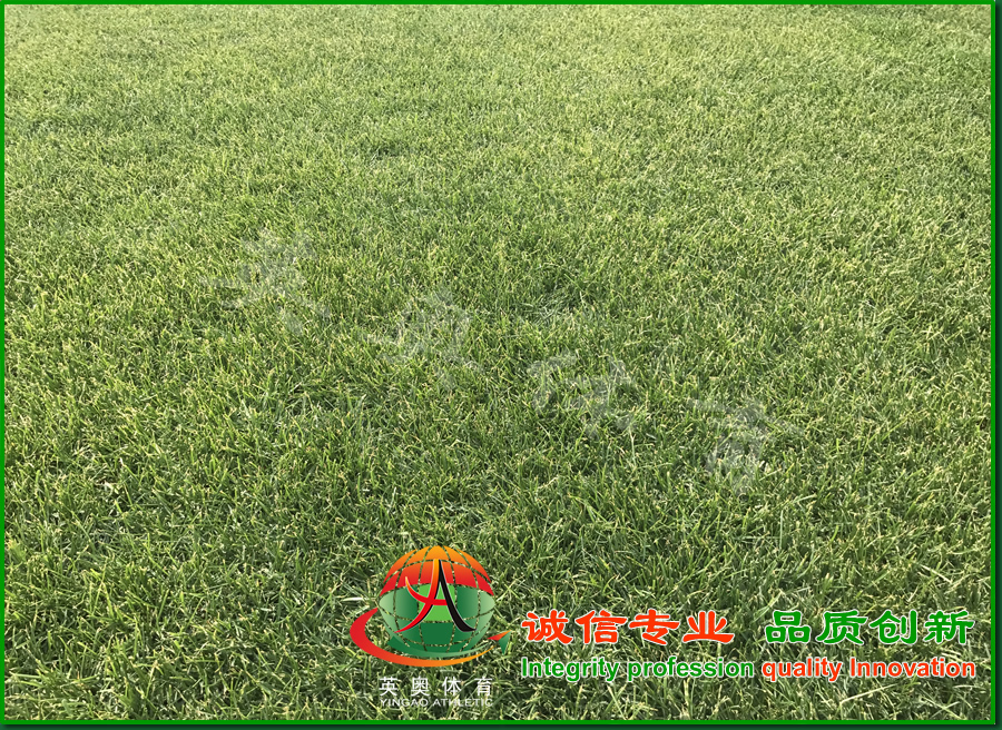 足球场天然草坪